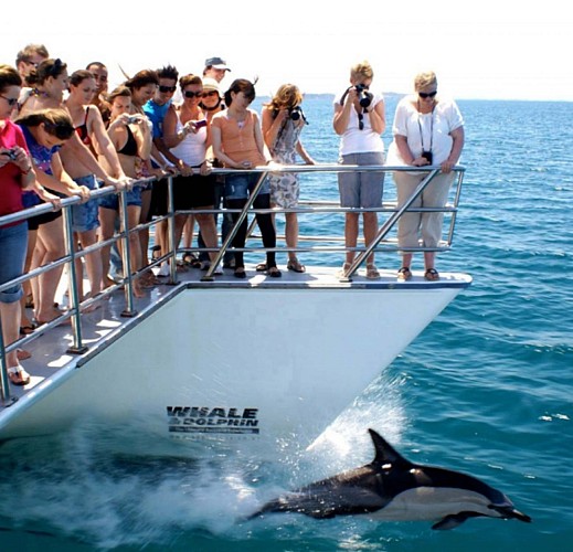 Whale and dolphin cruise off the coast of Auckland
