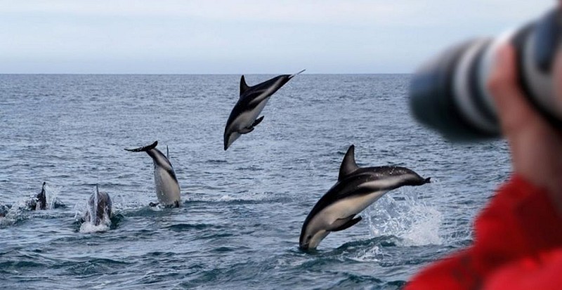 Croisière d’observation des dauphins et baleines - Auckland