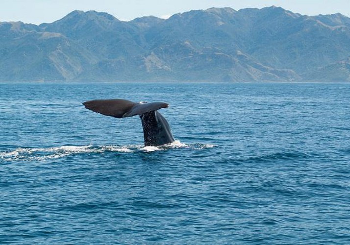 Croisière d’observation des dauphins et baleines - Auckland