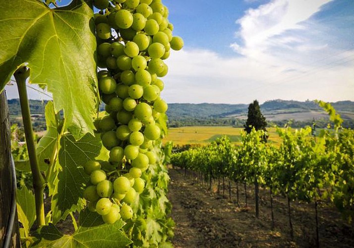 Après-midi dans le Médoc : visites de châteaux et dégustations de vins !