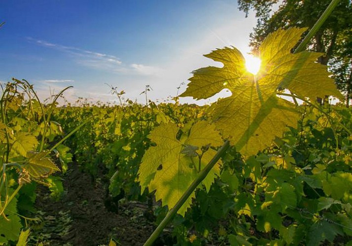 Après-midi dans le Médoc : visites de châteaux et dégustations de vins !