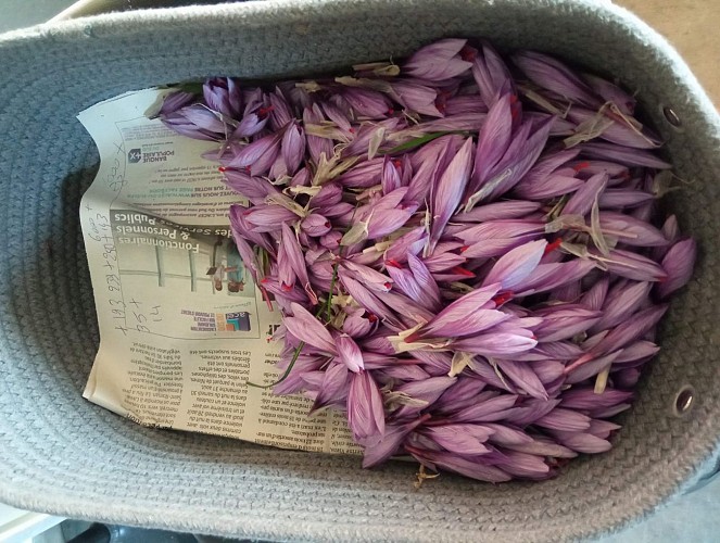 The Saffron of Athos