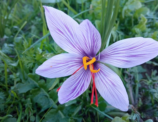 The Saffron of Athos