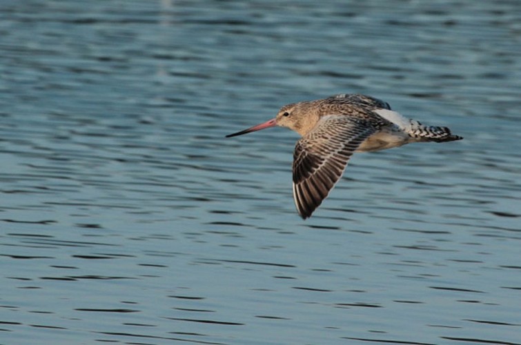 De-beaux-contingents-de-barge-rousse-frequentent-la-reserve-w2