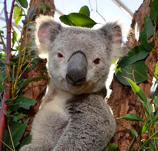Breakfast with the koalas + Guided tour of WILD LIFE Sydney Zoo - Priority-access ticket