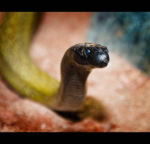 Breakfast with the koalas + Guided tour of WILD LIFE Sydney Zoo - Priority-access ticket