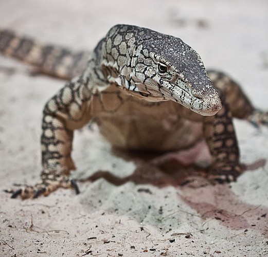 Breakfast with the koalas + Guided tour of WILD LIFE Sydney Zoo - Priority-access ticket