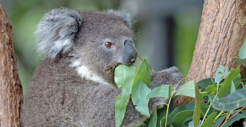 Petit déjeuner avec les Koalas + Visite guidée du WILD LIFE Sydney Zoo - Billet coupe-file