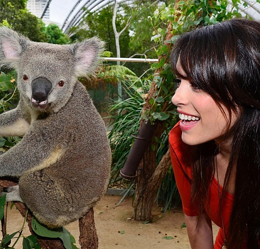 Petit déjeuner avec les Koalas + Visite guidée du WILD LIFE Sydney Zoo - Billet coupe-file