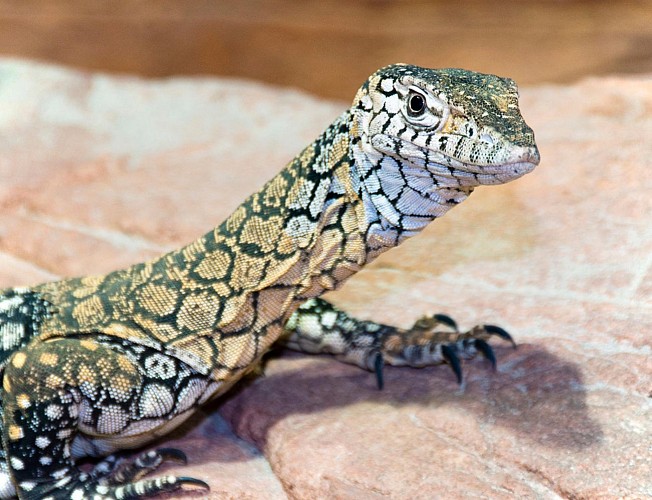 Petit déjeuner avec les Koalas + Visite guidée du WILD LIFE Sydney Zoo - Billet coupe-file