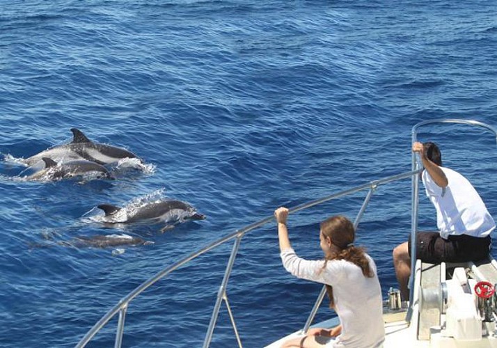 Nado con delfines- Día de excursión en el Mediterráneo
