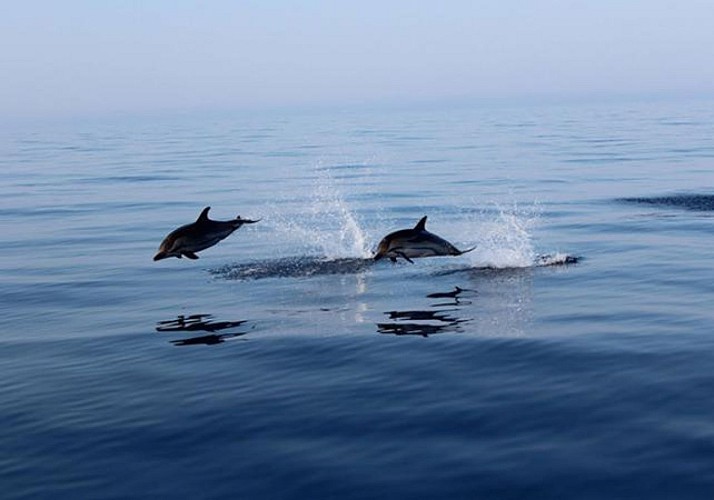 Nado con delfines- Día de excursión en el Mediterráneo