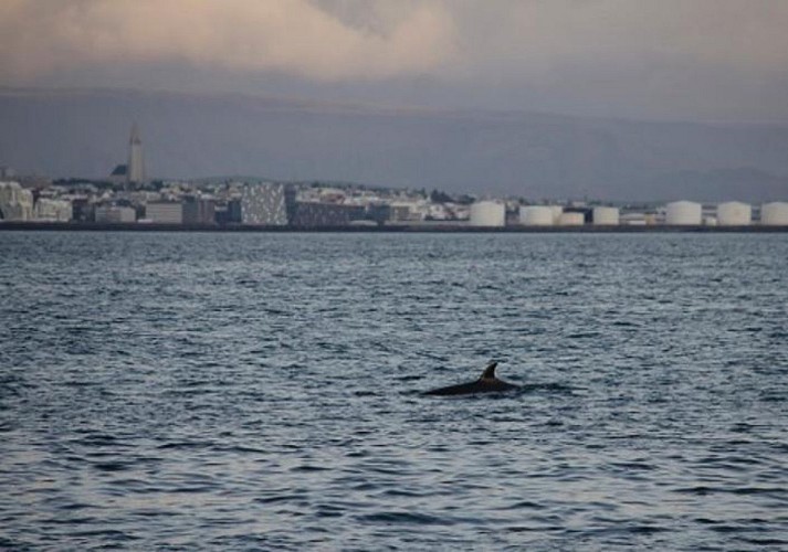 Croisière découverte des baleines sous le soleil de minuit – départ de Reykjavik