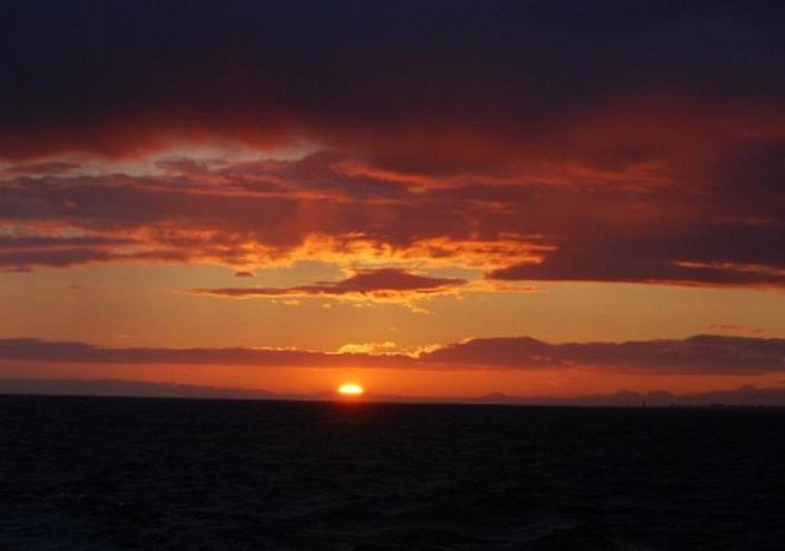 Croisière découverte des baleines sous le soleil de minuit – départ de Reykjavik