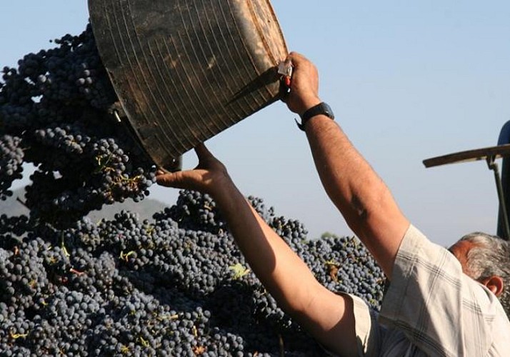 Excursión a Montserrat, visita de un viñedo y cata de vinos - medio día con un grupo pequeño