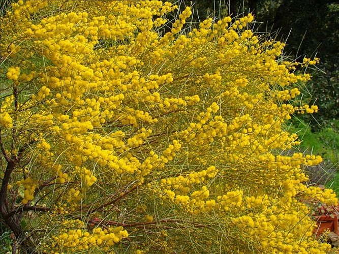 Pépinières Julien Cavatore