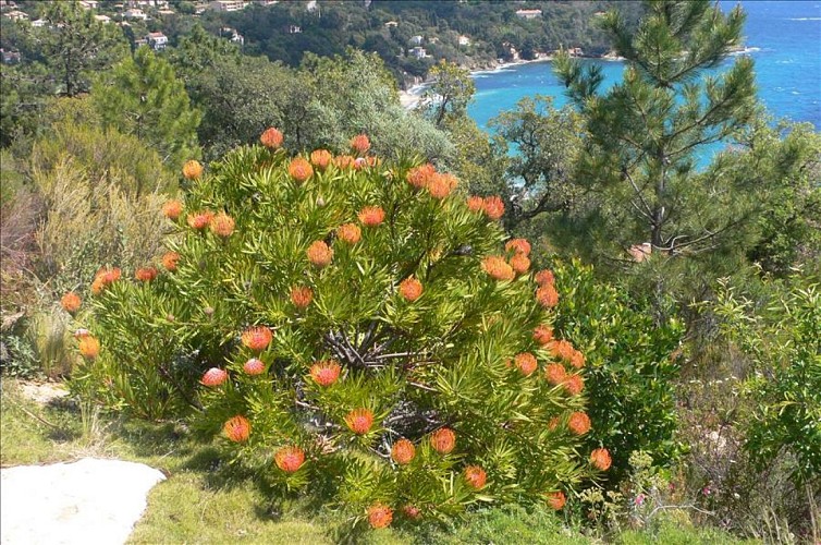 Pépinières Julien Cavatore