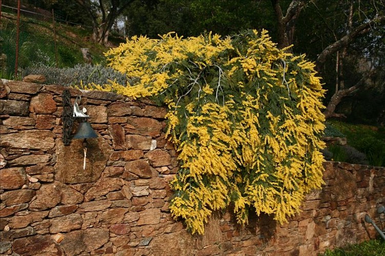 Pépinières Julien Cavatore