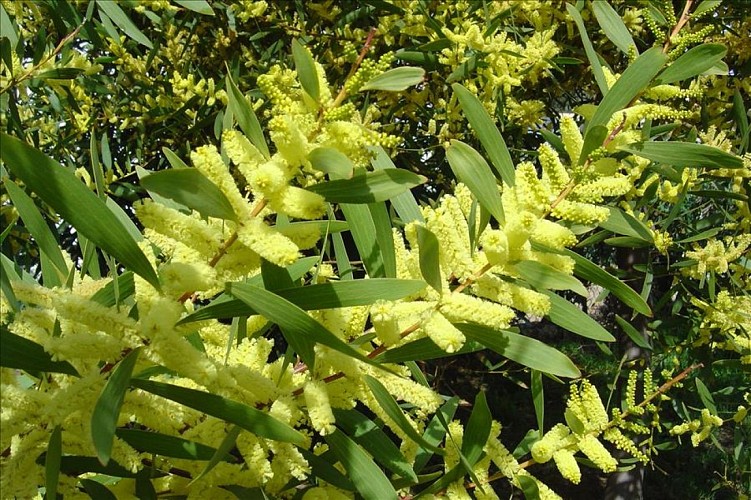 Pépinières Julien Cavatore