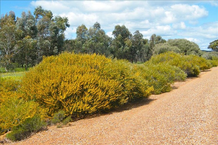 Pépinières Julien Cavatore