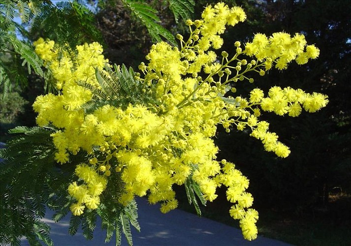 Pépinières Julien Cavatore