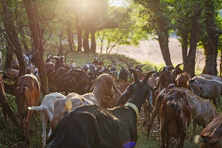 La Ferme des Cairns - Elevage Familiare Faur