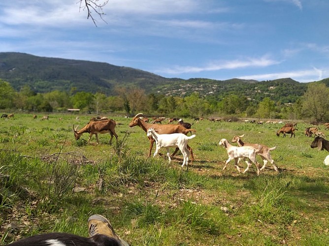 La Ferme des Cairns - Elevage Familiare Faur