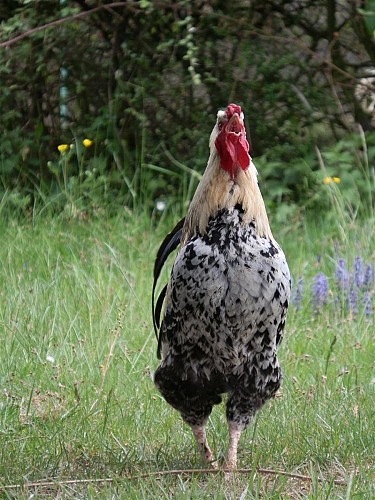 Aire de Pique-nique chez Marie à la ferme