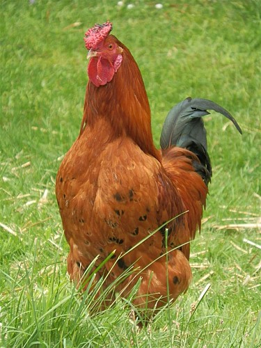 Aire de Pique-nique chez Marie à la ferme