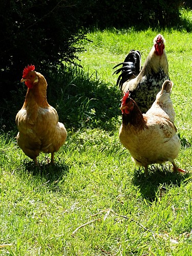 Aire de Pique-nique chez Marie à la ferme