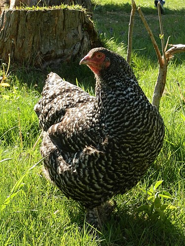 Aire de Pique-nique chez Marie à la ferme