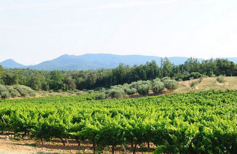 Tenuta vinicola Le Château des Selves