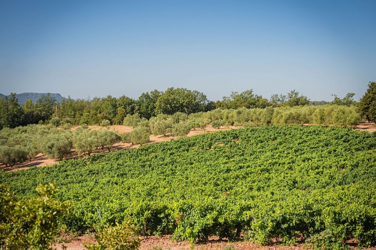 La casa di caccia - Château des Selves