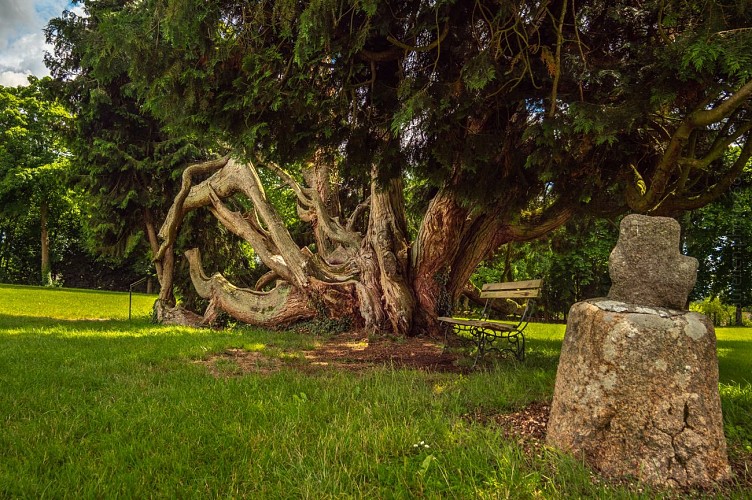 Arbre_tronc_artistique_ratio_Parc du Château de Combourg