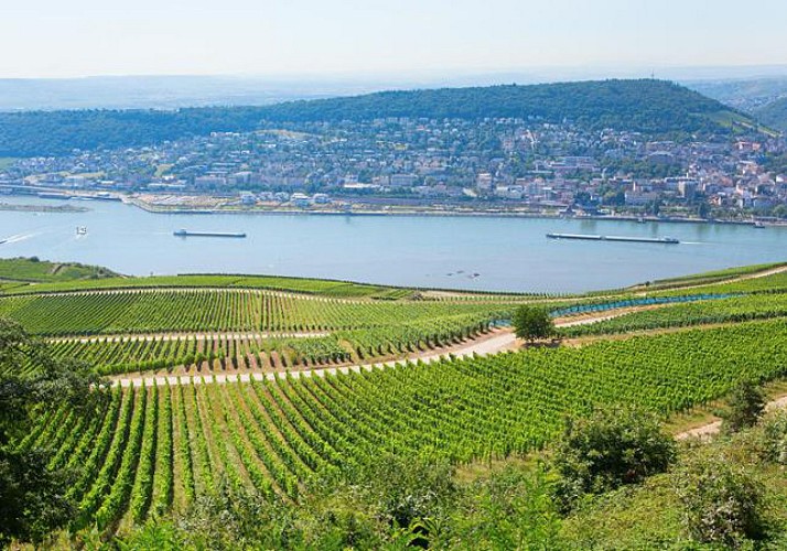 Vallée du Rhin : excursion en bus, croisière sur le fleuve et dîner traditionnel