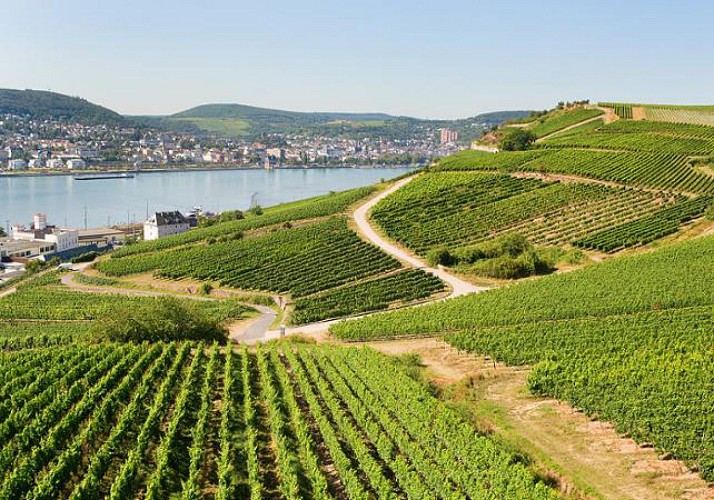 Vallée du Rhin : excursion en bus, croisière sur le fleuve et dîner traditionnel