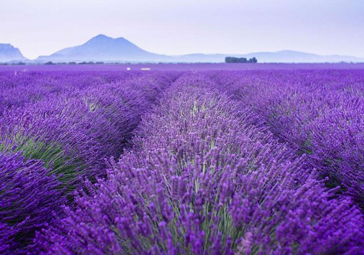 Tour a Distillery and Visit the Lavender Fields