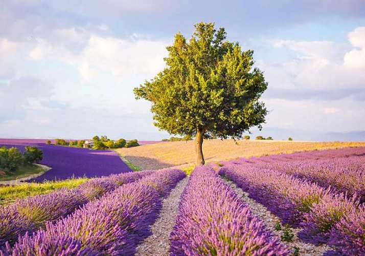 Discover the Villages of Luberon and the Lavender Fields