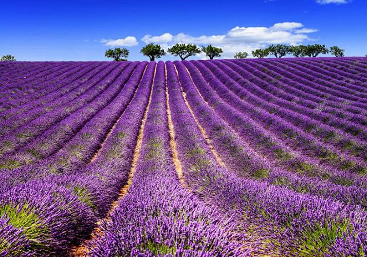 Visit the Lavender Fields