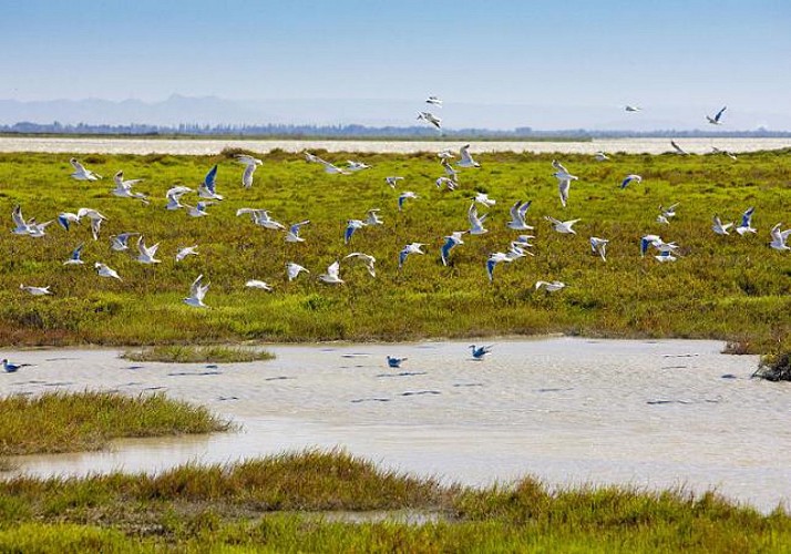 Excursion to the Camargue