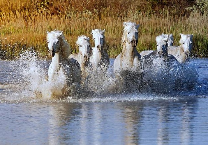 Excursion to the Camargue