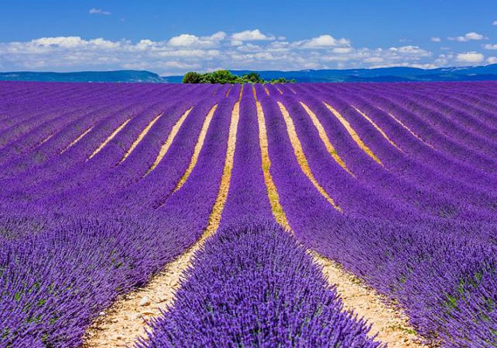 Discover the Lavender Fields
