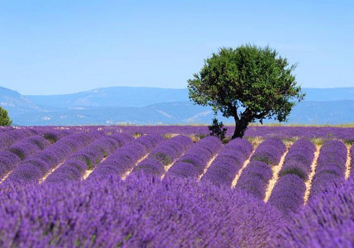 Discover the Lavender Fields