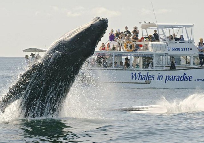 Croisière d’observation des baleines à bosse – Au départ de Brisbane