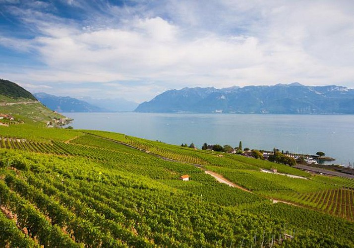 Croisière promenade sur le Lac Léman, à la découverte des vignobles de Lavaux - au départ de Lausanne