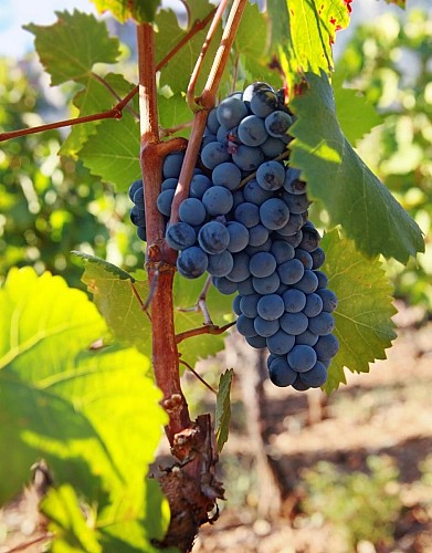 Half day around vineyards and olive groves in Languedoc: visits and tastings