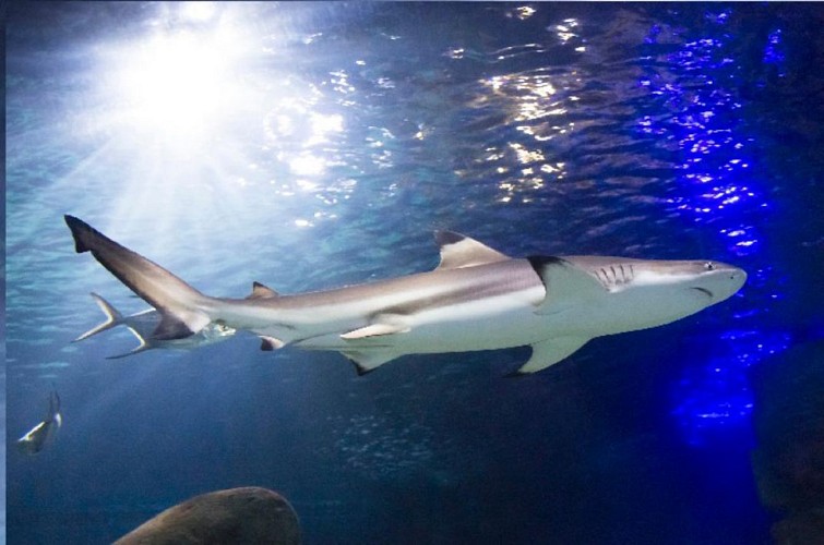 Visit to the Munich SeaLife aquarium - Fast-track ticket