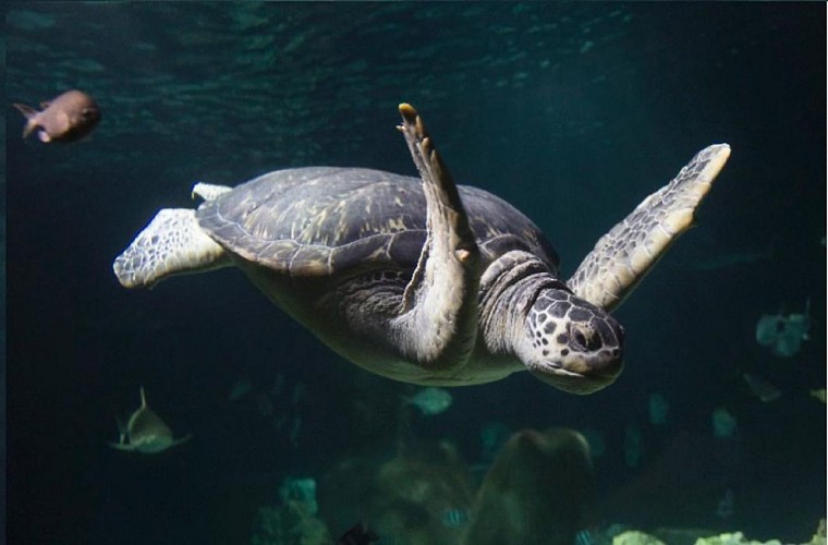 Visit to the Munich SeaLife aquarium - Fast-track ticket