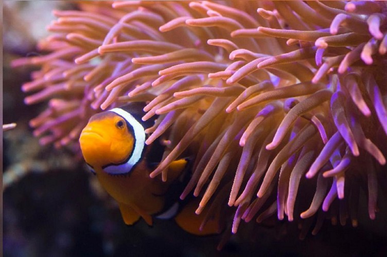 Visit to the Munich SeaLife aquarium - Fast-track ticket