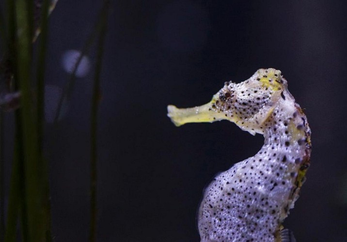 Visit to the Munich SeaLife aquarium - Fast-track ticket